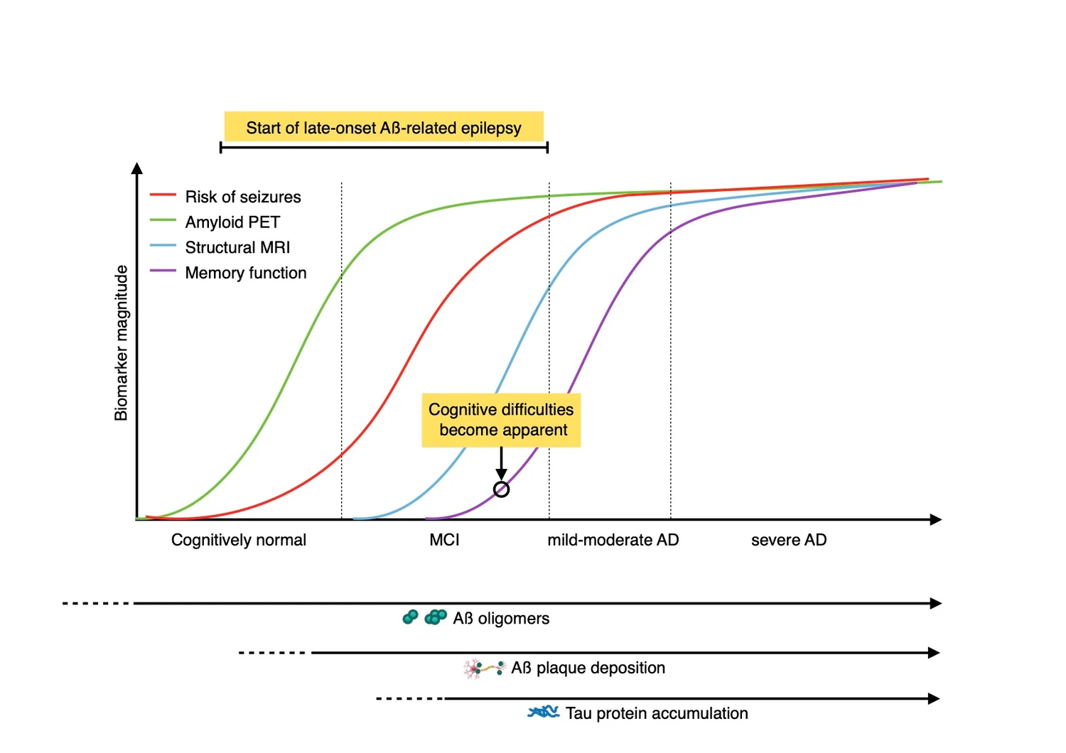 Schematic showing that the risk of seizures rises early in the Alzheimer’s disease cascade, alongside amyloid and before memory decline.